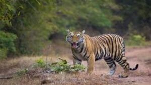 tiger deaths in Madhya Pradesh